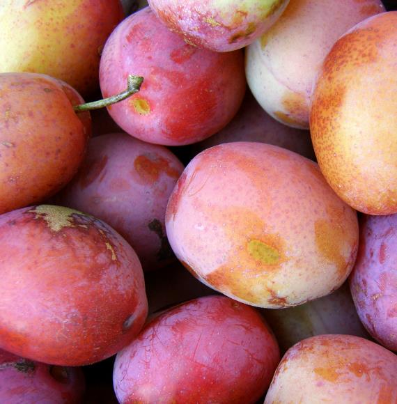 Prunus domestica 'Tricolor' - Ameixeira, Ameixa Tricolor