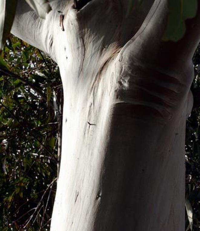 Eucalyptus Oreades - Eucalipto Blue Mountains, Eucalipto Oreades, Eucalipto Das Montanhas Azuis