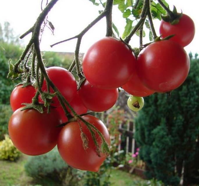 Solanum lycopersicon Gardeners Delight (Certificação Orgânica) - Tomate Prazer do Jardineiro, Tomate Prazer do Jardim