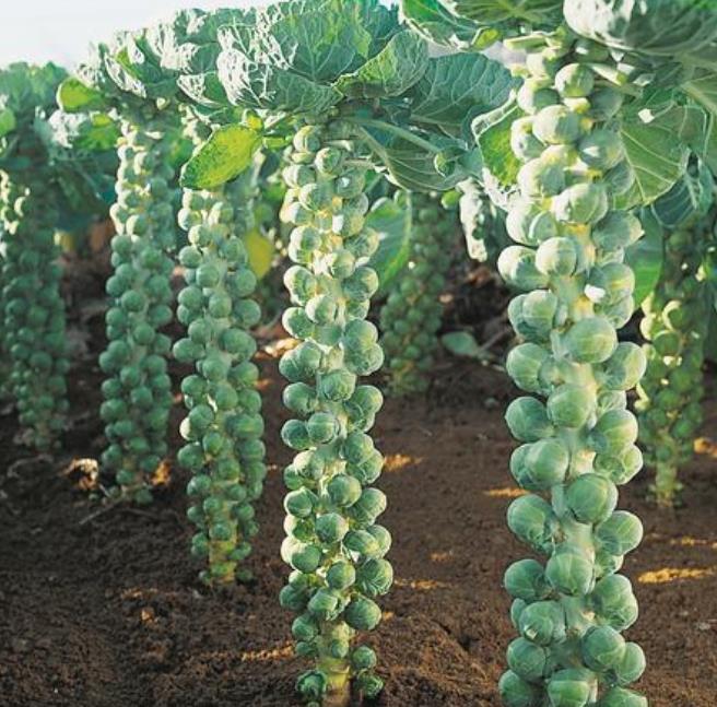 Brassica oleracea Gemmifera Long Island Improved - Couve de Bruxelas Melhorada