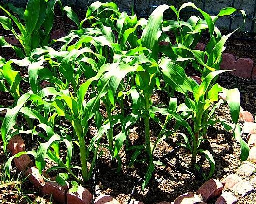 Zea Mays Mini Pink Popcorn (C.O) - Milho De Pipoca Baby Pink, Mini Milho De Pipoca Rosa