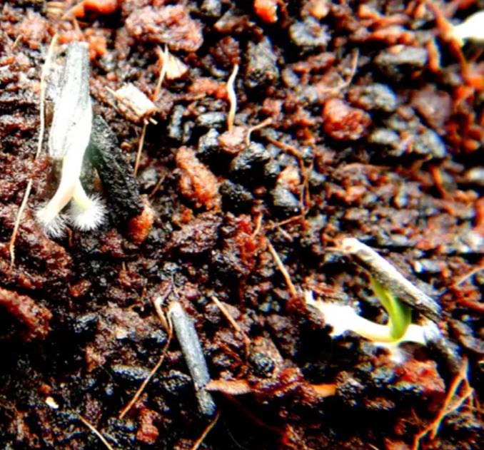 Arnica montana - Arnica verdadeira, Arnica da montanha