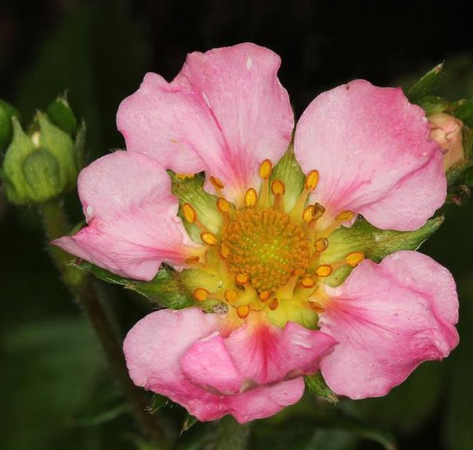 Fragaria x Ananassa fragissimo - Morango Fragissimo