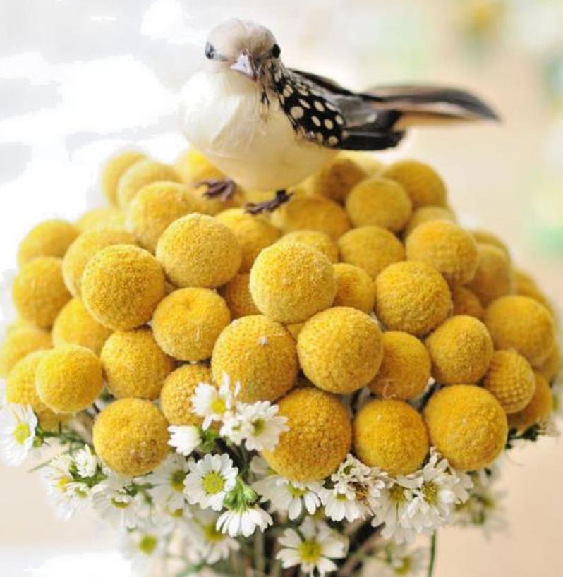 Pycnosorus globosus (Craspedia globosa) - Craspedia dos Floristas, Botões Billy, Botões Amarelos dos Floristas, Botões d