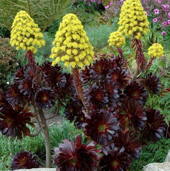 Aeonium arboreum Atropurpureum 'Zwartkop' - Rosa Negra, Aeonium Negro Arbóreo, Rosa Negra de Pedras
