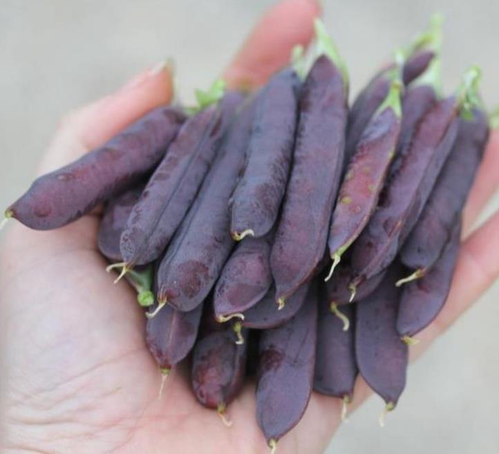 Pisum sativum Purple Podded - Ervilha, Ervilha Torta Roxa Azulada, Ervilha Torta, Ervilha Capucinjer