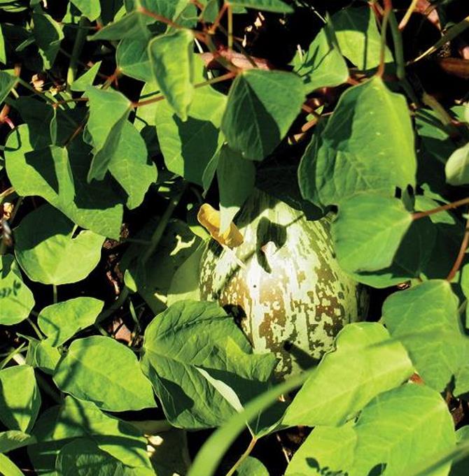 Jarilla caudata - Mamão caudata, Mamão de Coroa, Carica caudata, Jarilla
