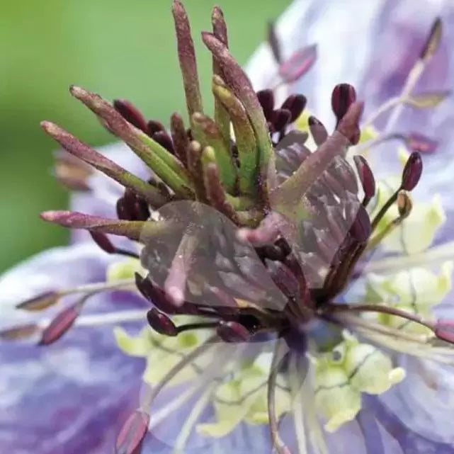 Nigella papillosa 'Delft Blue' - Amor em uma Névoa Delft Blue, Love in a Mist 'Delft Blue', Nigella Flor Eterna