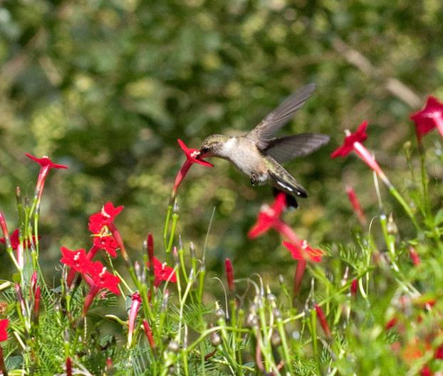Ipomoea quamoclit Feathers (Pennata) - Mix (branca, rosa e vermelha) - Trepadeira cipreste, Videira cipreste Glória da m