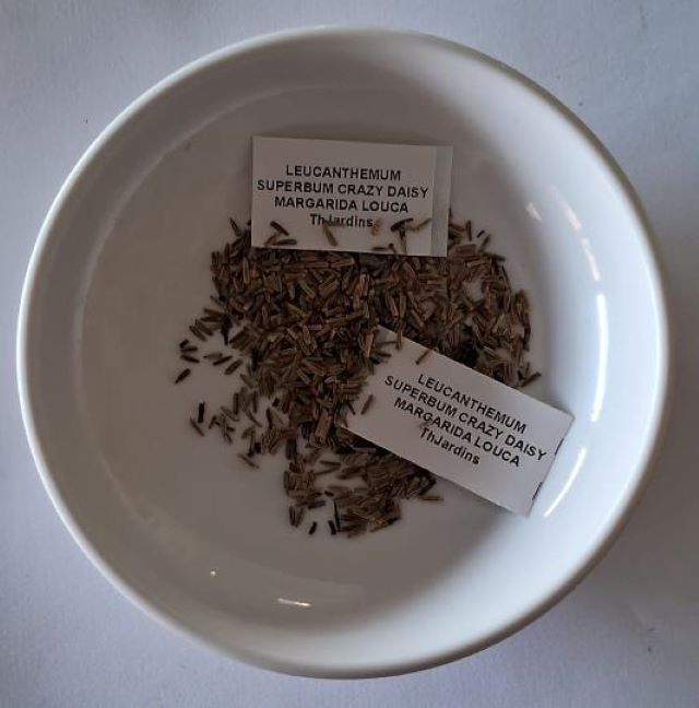 Leucanthemum superbum Crazy Daisy - Margarida Louca Dobrada, Margarida Shasta Dobrada, Double Shasta Daisy, Crazy Da