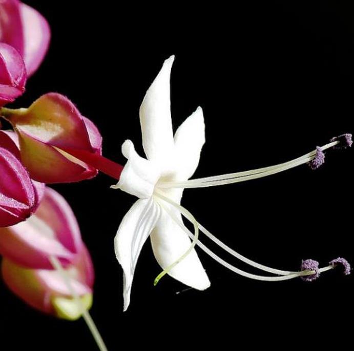 Clerodendrum trichotomum 'Fargesii' - Clerodendro Glorioso, Clerodendro Arlequim, Árvore Manteiga de Amendoim, Arlequi