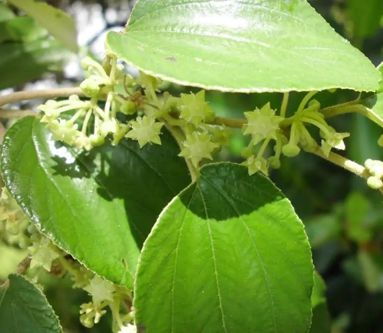 Ziziphus jujuba - Jujuba Chinesa, Jujubeira, Tâmara Vermelha, Tâmara Chinesa
