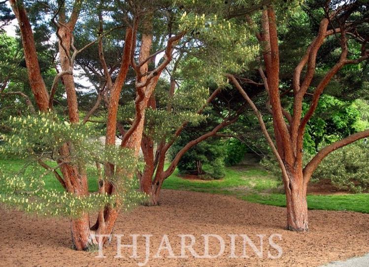 Pinus densiflora - Pinheiro japonês vermelho, Japanese red pine, Akamatsu