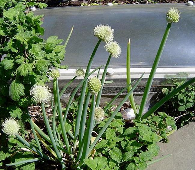Allium Fistulosum Red Beard - Cebolinha Vermelha, Cebolinha Papai Noel, Cebolinha Red Beard