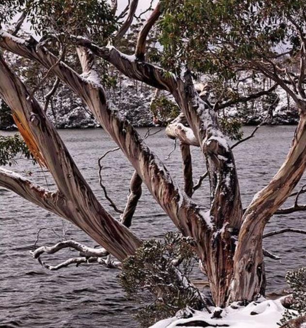 Eucalyptus Coccifera - Eucalipto Tasmanian Snow Gum