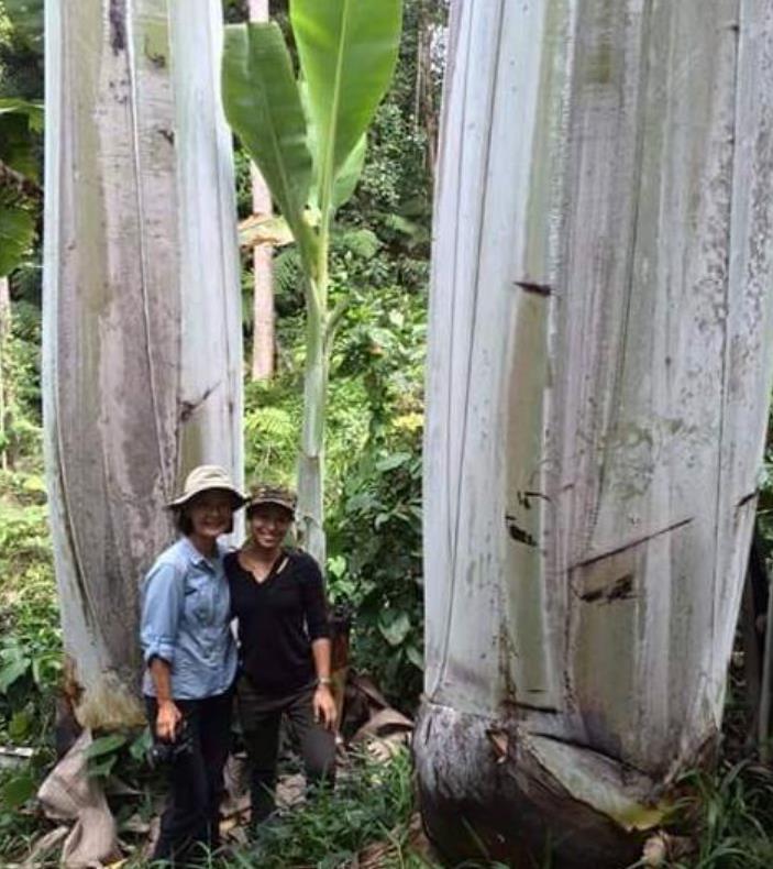 Musa ingens - Bananeira Gigante, Banana Gigante das Terras Altas
