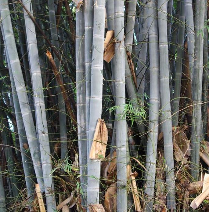 Dendrocalamus membranaceus - Bambu Branco Gigante, Bambu Gigante, Bambu Branco