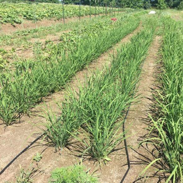 Oryza sativa Hayayuki (Certificação Orgânica) - Arroz Hayayuki