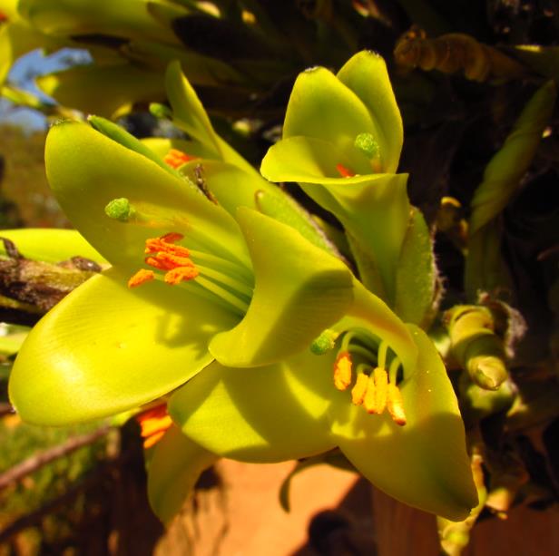 Puya chilensis - Bromélia do Chile, Chagual
