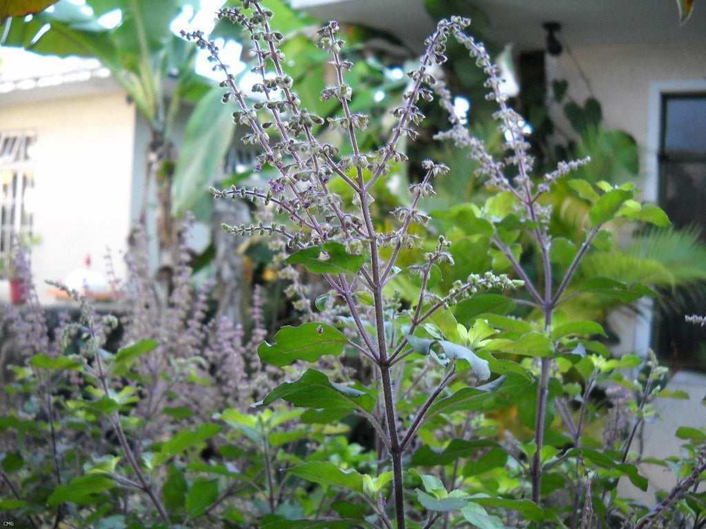Ocimum tenuiflorum - Manjericão Sagrado, Manjericão-Santo, Tulsi