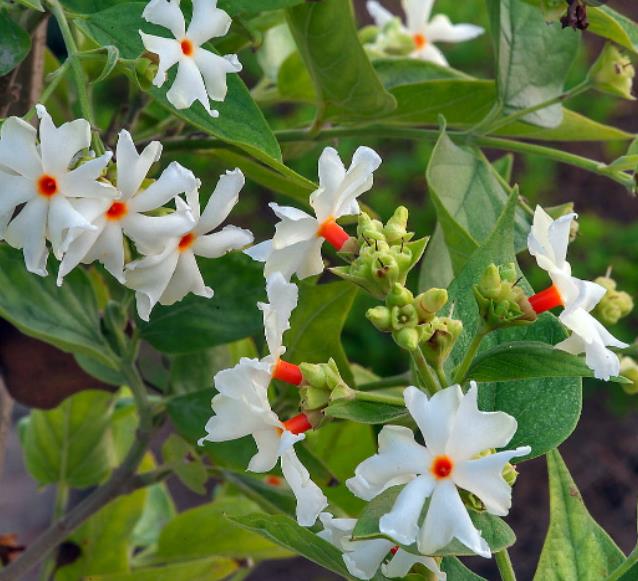 Nyctanthes arbor-Tristis - Jasmim da Noite, Árvore da Tristeza, Parijat