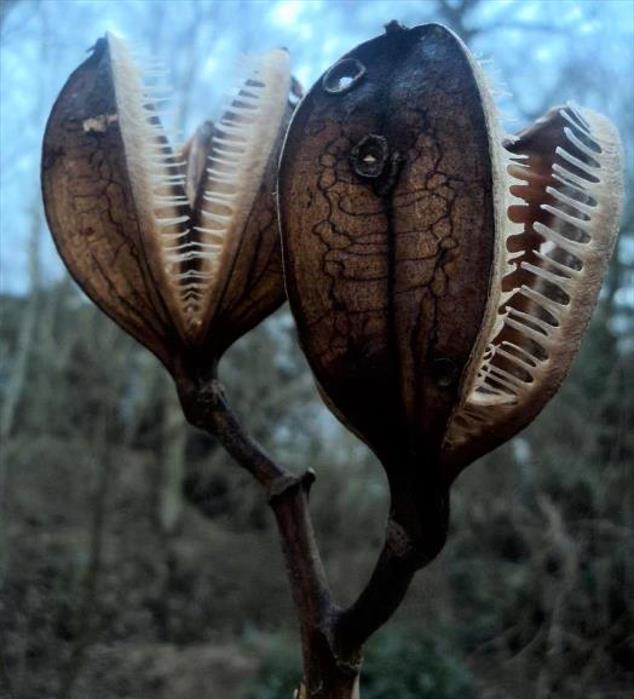 Cardiocrinum giganteum - Lírio Gigante do Himalaia, Lírio Gigante, Cardiocrino Gigante