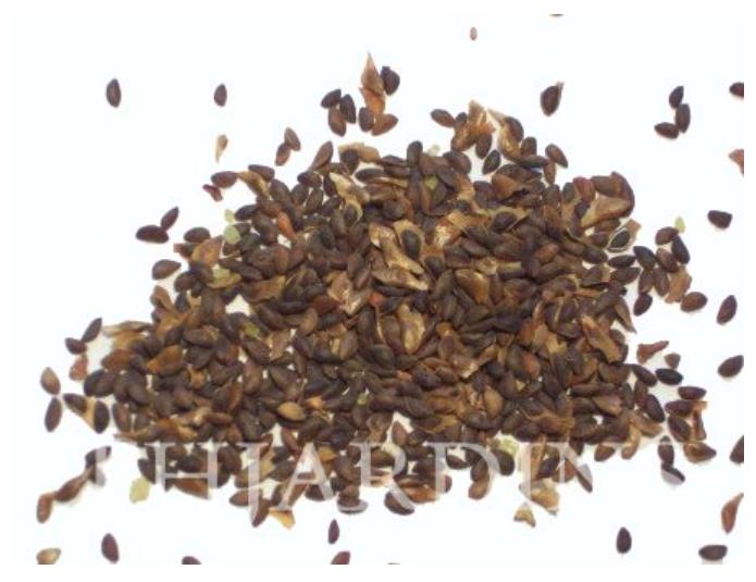 Picea jezoensis - Pinheiro abeto Jezo