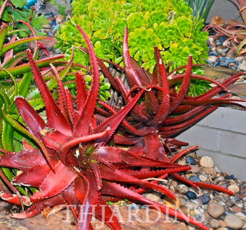 Aloe cameronii var. Vermelho - Aloe vermelha