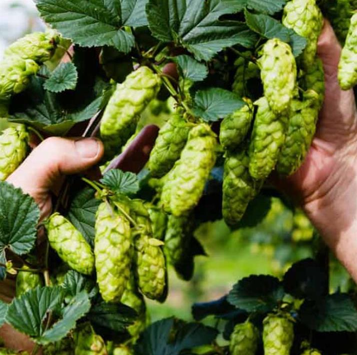 Humulus lupulus - Lúpulo