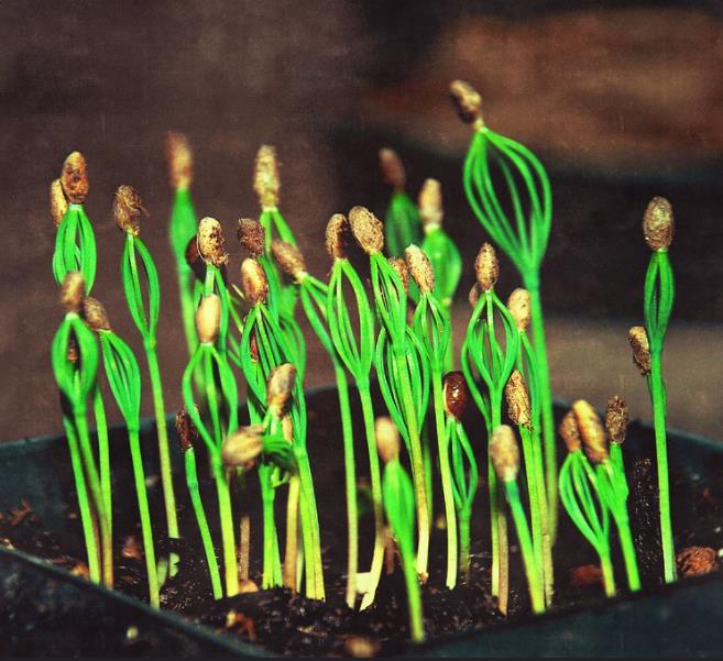 Pinus densiflora - Pinheiro japonês vermelho, Japanese red pine, Akamatsu