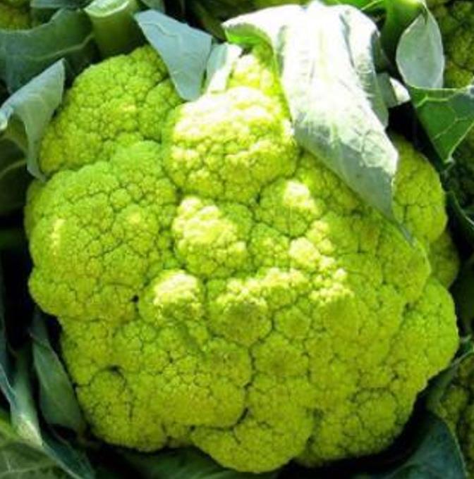 Brassica oleracea "Green Macerata" - Couve Flor Verde, Couve-Flor Cabeça Verde, Couve Flor Green Macerata