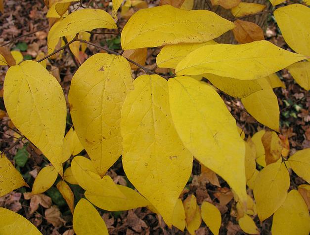 Calycanthus floridus - Carolina pimenta da Jamaica, Arbusto abacaxi, Arbusto morango, Arbusto doce