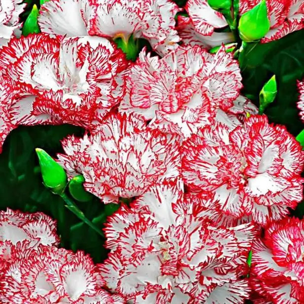 Dianthus plumarius Sonata extra double mix - Flor Divina Plumarius Sonata, Cravo Plumado Dobrado, Rosa de Plumas, Rosa E