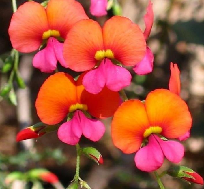 Chorizema diversifolium - Trepadeira Ervilha de Chama, Ervilha Chamas de Fogo, Ervilha Flamejante, Trepade