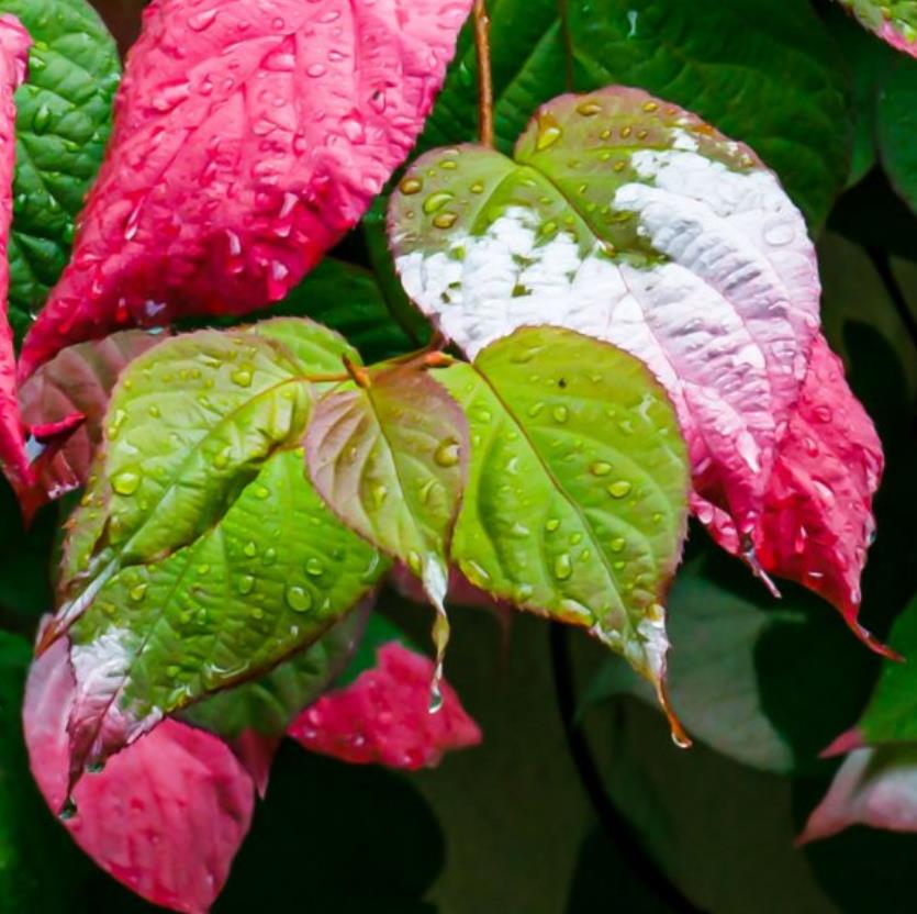 Actinidia kolomikta - Kiwi Uva, Trepadeira Mini Kiwi, Kiwi Grape, Kiwi Berry, Kiwi Ornamental