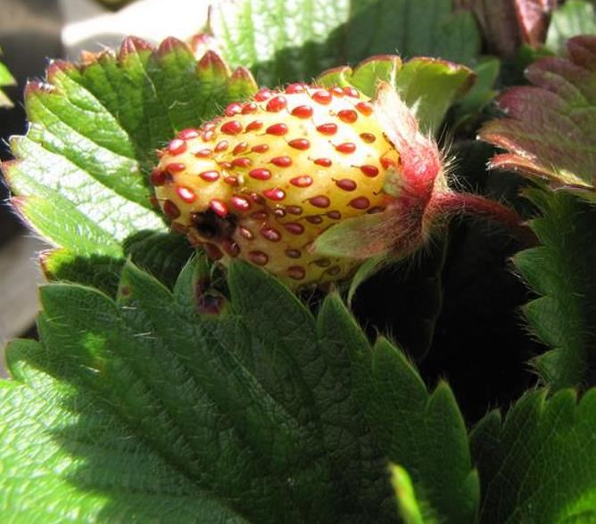 Fragaria vesca 'White Soul' - Morango Alma Branca, Morango Branco, Morango Abacaxi, Pineberry