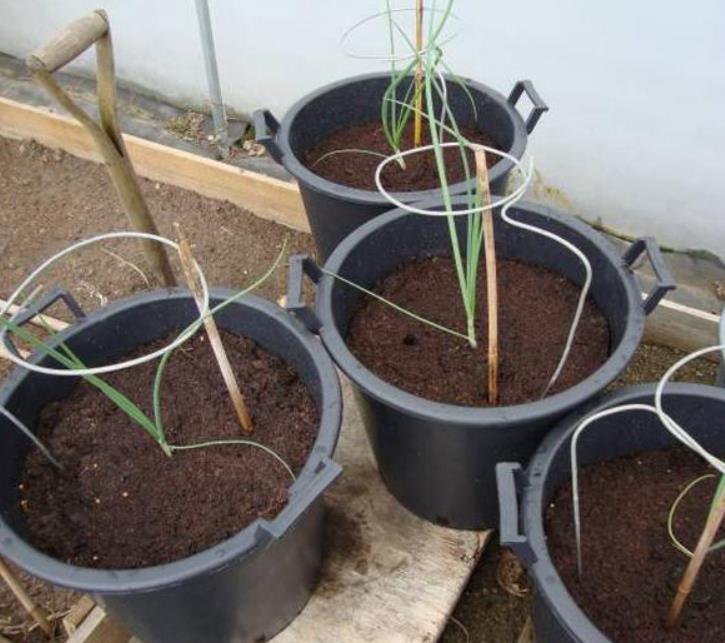 Allium cepa Mammoth Red Onion (C.O) - Cebola Mamute Vermelha, Cebola Gigante Vermelha