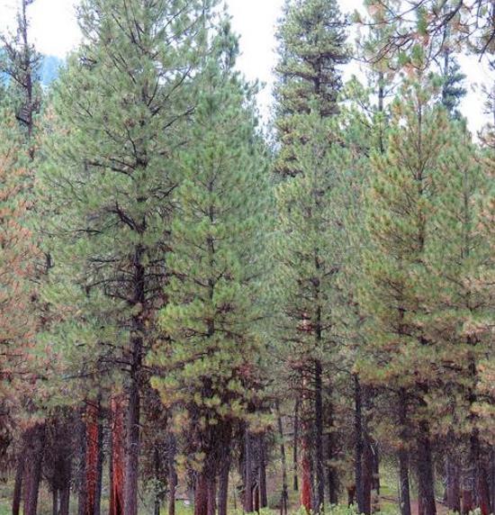 Pinus ponderosa - Pinheiro ponderosa, Pinheiro amarelo, Pinheiro Blackjaks