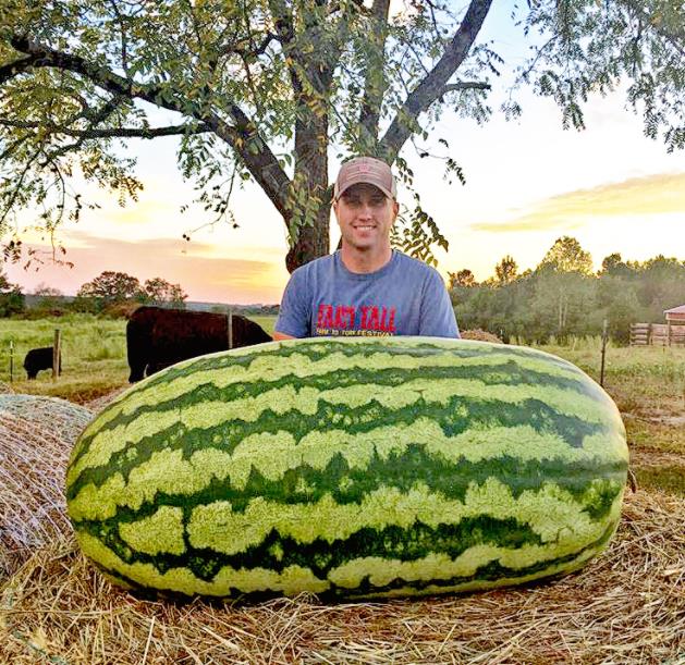 Citrullus lanatus Carolina Cross - Melancia Gigante, Melancia Guinness, Melancia Carolina Cross