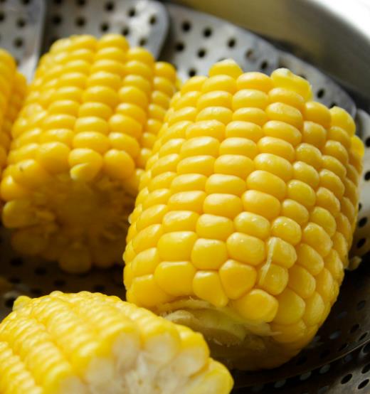 Zea mays True Gold (C.O) - Milho Doce Ouro Verdadeiro