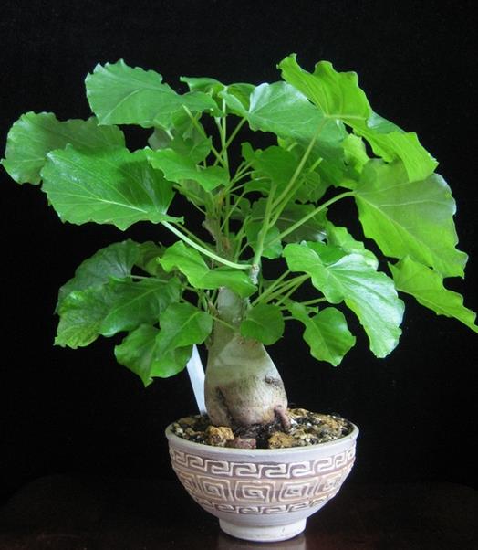 Ipomoea albivenia - (Ipomoea caudiciform), Algodão selvagem, Ipomoea wild cotton