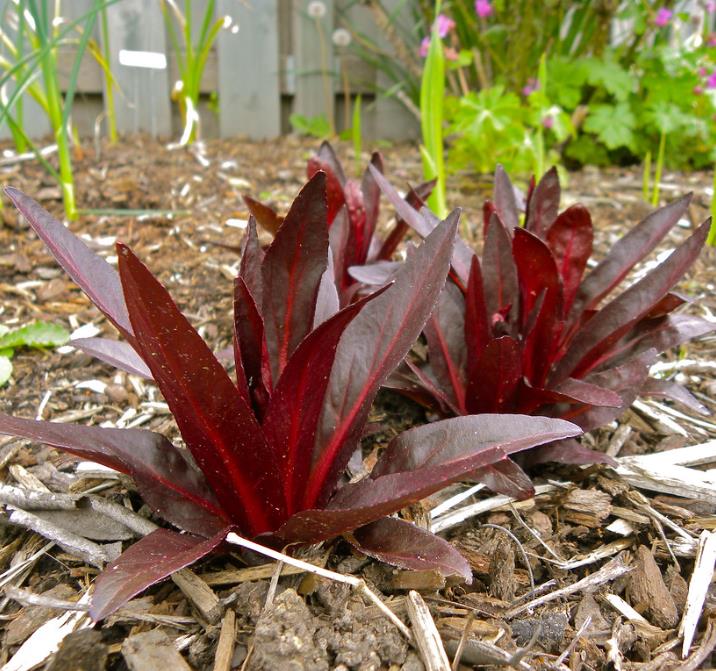Lobelia cardinalis 'Queen Victoria' - Lobelia Rainha Victoria, Flor Cardeal 'Rainha Vitória', Lobelia Esplêndida, Lob