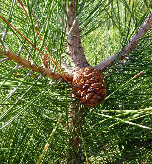Pinus tabuliformis - Pinheiro vermelho Manchuriano, Pinheiro Chinês do Sul, Pinheiro vermelho Chinês
