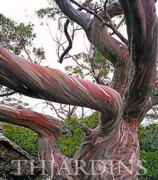 Eucalyptus Coccifera - Eucalipto Tasmanian Snow Gum