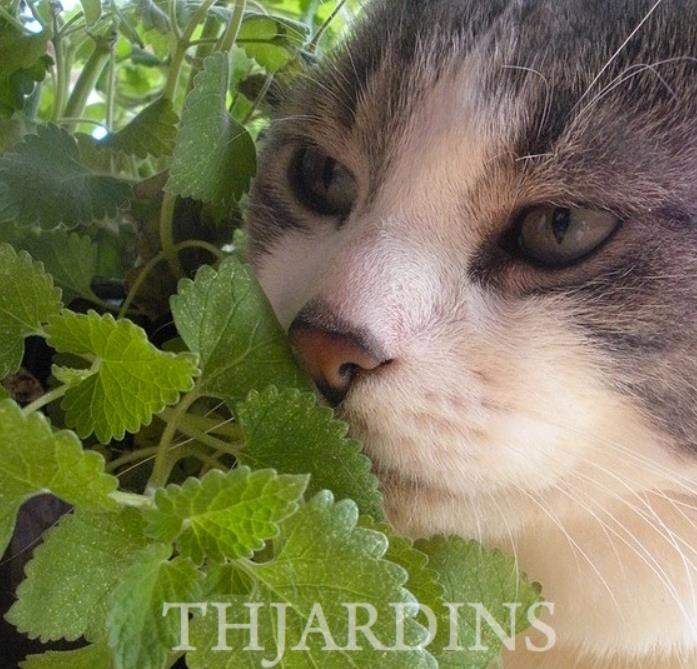Nepeta cataria - Bálsamo do Campo, Erva dos Gatos, Catnip, Catmint