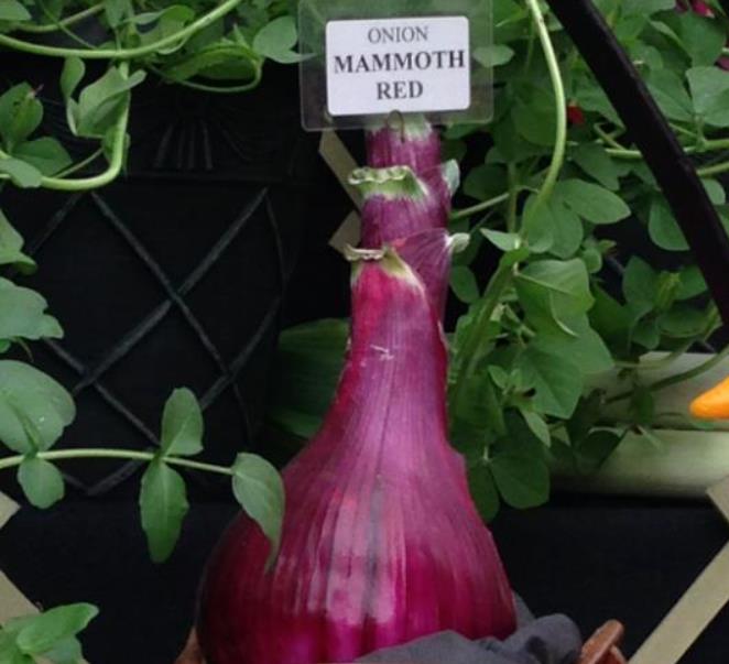 Allium cepa Mammoth Red Onion (C.O) - Cebola Mamute Vermelha, Cebola Gigante Vermelha