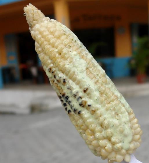 Zea mays Stowell's Evergreen (C.O.) - Milho Doce Perene de Stowell, Milho Doce Perene