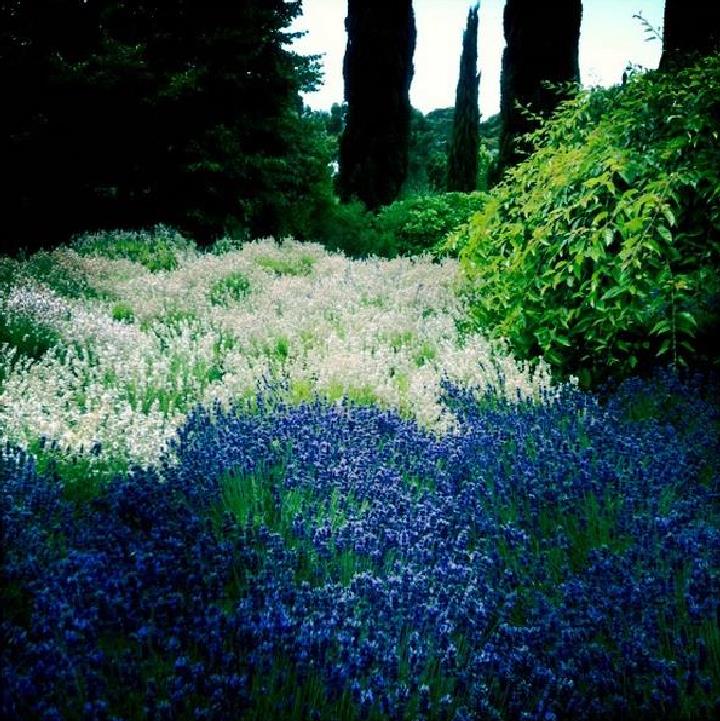 Lavandula angustifolia Hidcote blue - Lavanda Inglesa Azul, Alfazema Azul, Lavanda Azul