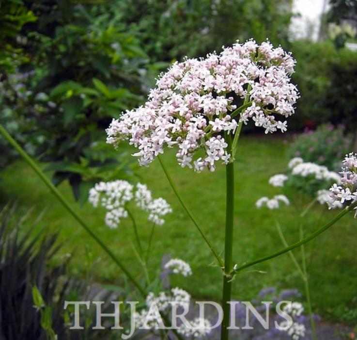 Valeriana Officinalis Anthos - Erva De São Jorge, Valeriana