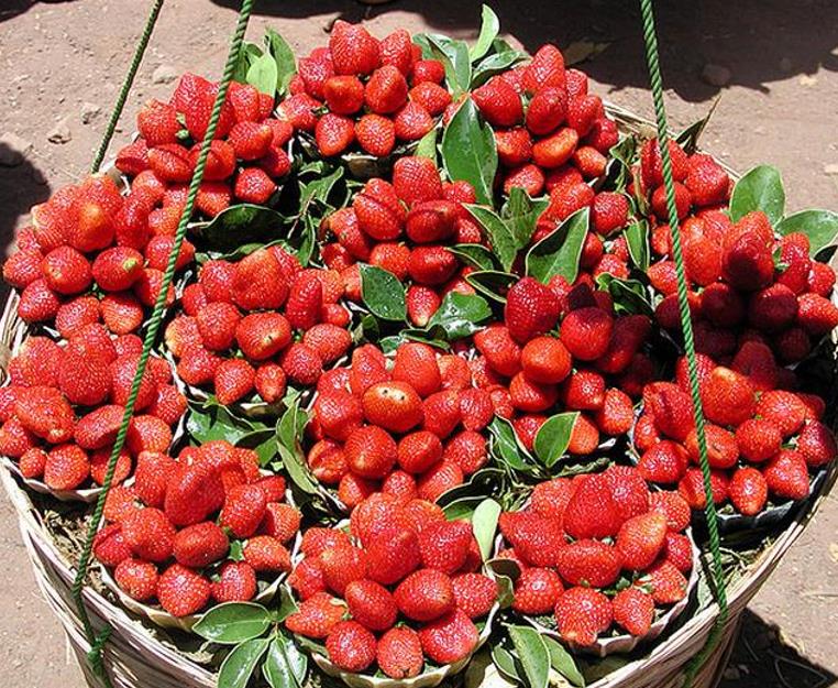 Fragaria vesca  Alexandra - Morango Alexandra